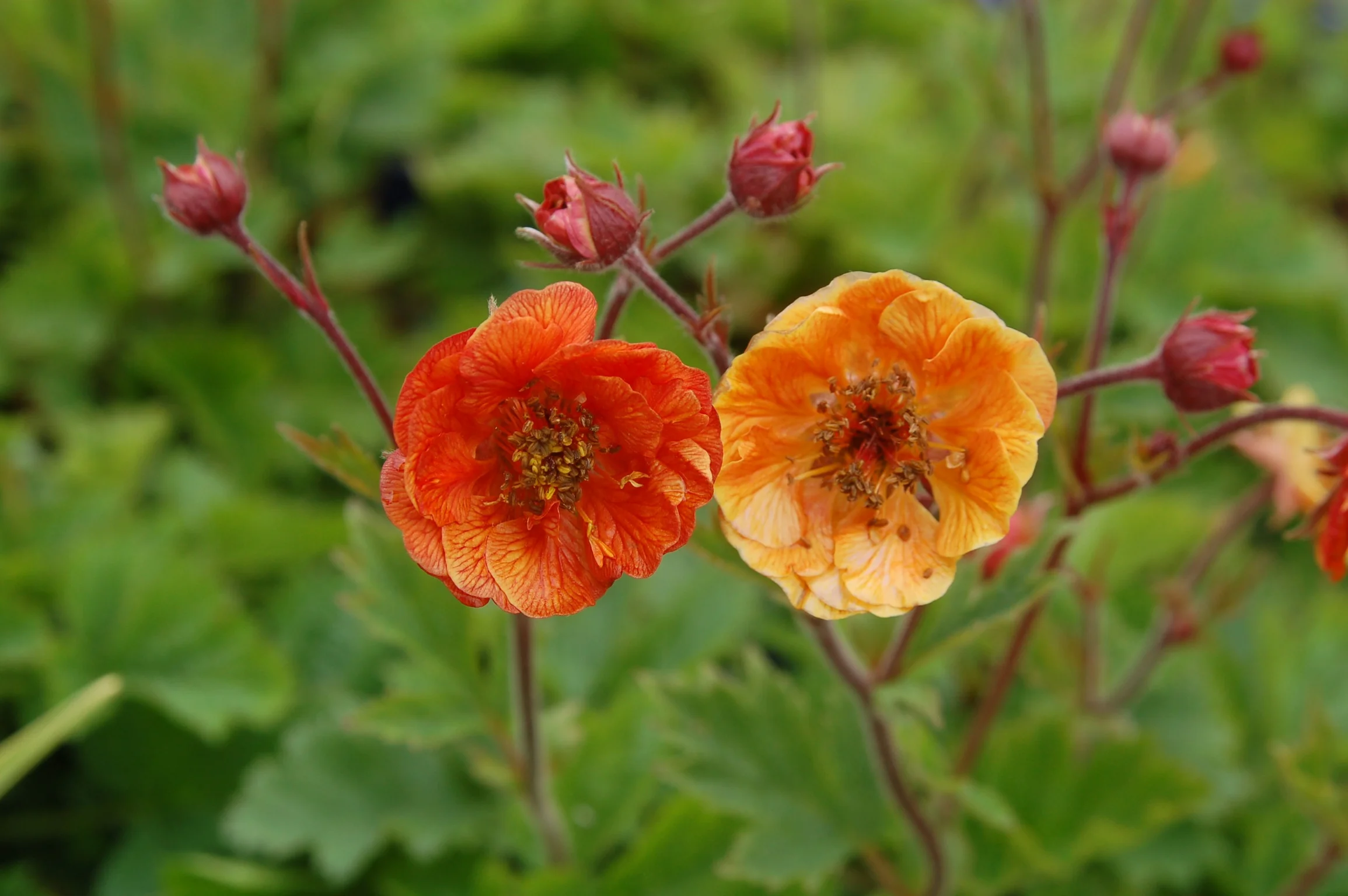 Geum (гравилат) 'Dark & Stormy'